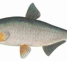 Рибни риби: описание, развитие, интересни факти и местообитания