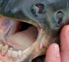Риба с човешки зъби. Необичайна риба на света - снимка