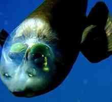 Рибата с прозрачна глава има уникална оптична система