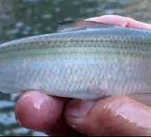 Риба от балтийска херинга: ползите и вредите за човека, съдържание на калории