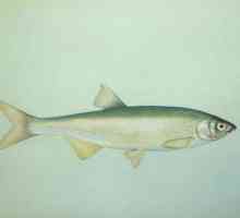 Риби shmoya - царска риба