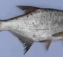 Риба на сапуна: описание, местообитание, риболов
