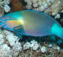 Риба от Червено море: описание и характеристики. Флора и фауна на Червено море