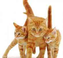 Червени котки - море от положителни!