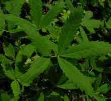 Сабеника: лечебни свойства на растението