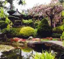 Градина в японски стил: дизайнерски елементи. Хеджи е бързо развиваща се многогодишна. Пътеки в…