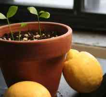 Садик на вашия прозорец: как да се грижи у дома си за лимон