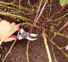 Blackberry Garden - засаждане и грижа за храсталака