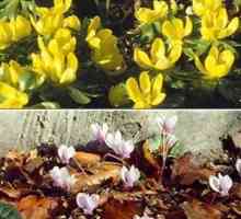 За градинарите на бележка: какви цветя могат да бъдат засадени за зимата