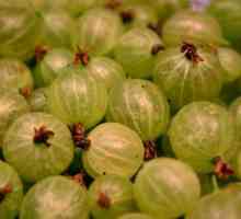 Градинарство в служба на здравеопазването: зрънце от цариградско грозде, полза и вреда