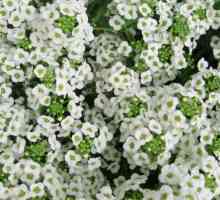 Градински цветя за мързеливи: alissum, portulac и невен