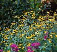 Градински цветя. Rudbeckia: видове, снимки, засаждане и грижи