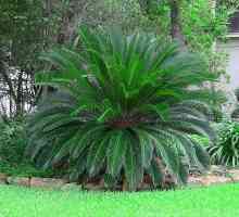 Sago palm или Tsikas revolution: описание, грижа у дома