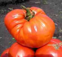 "Захарен гигант" - домати от ново развъждане