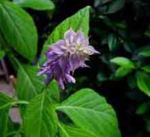 Salvia Divinorum: вреда, забрана за отглеждане