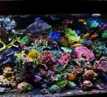 Най-красивата аквариумна риба (снимка)