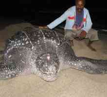 Най-голямата костенурка в света - какво е това?
