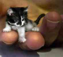Най-малката котка в света (снимка)