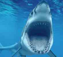 Най-опасната акула в света е тази, в която си влязъл