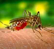 Женският и мъжкият комар - абсолютно не излишно