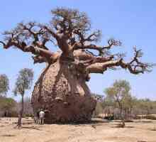 Най-необичайното дърво в света. Необичайни дървета на света: снимка