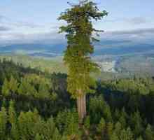 Най-високото дърво в света е гигантският Hyperion
