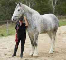 Най-големите коне в света са английските тежки тежести