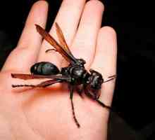 Най-големите насекоми в света: снимки
