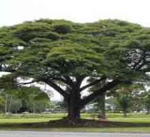 Най-ценните дървесни видове: описание, видове и приложение