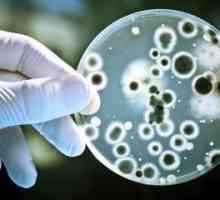 Най-интересните факти за бактериите: преглед, описание и типове