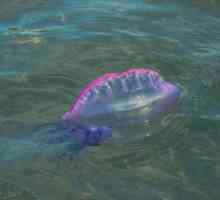Най-интересните факти за медузите. Медузи: интересни факти, видове, структура и особености