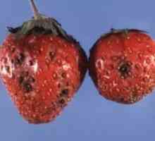 Най-известните заболявания на градински ягоди: fusarium wilt