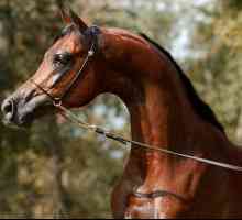 Най-красивите коне в света (снимка)