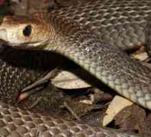 Най-опасните змии на Австралия: снимка и описание