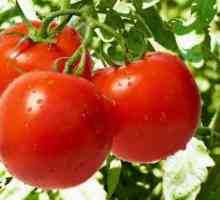 Най-продуктивните сортове домати за различни региони на Русия