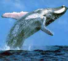 Най-големият кит се нуждае от защита