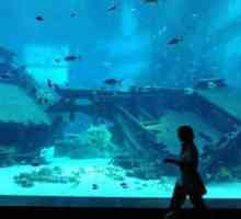 Най-големият океанариум в света: размери, характеристики