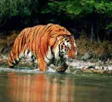 Най-големият тигър в света - какво е това?