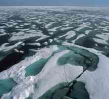 Най-студеният океан на планетата: климатът и органичният свят