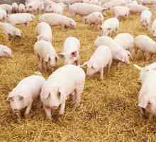 Саркоптоза на свине: причини, симптоми, лечение и профилактика