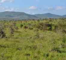 Савана и гористи местности: характерни особености на природната зона