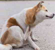 Себорея при кучета: симптоми, лечение, снимка