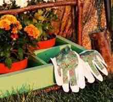 Тайните на градинарството: Есенна работа в градината и зеленчукова градина