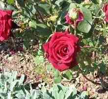 Тайните на градинарството: Пресаждане на рози през есента