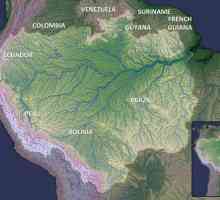 Селва е амазонската тропическа гора