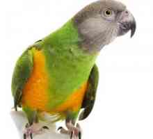 Сенегалският папагал е най-добрият спътник