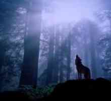 Серията "Wolf Lake" е сложно съчетание от мистицизъм и романтика