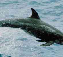 Сив делфин: особености на вида