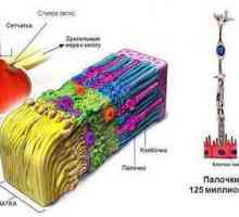 Ретина: функции и структура. Функции на ретината