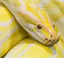 Mesh python: снимка, размери